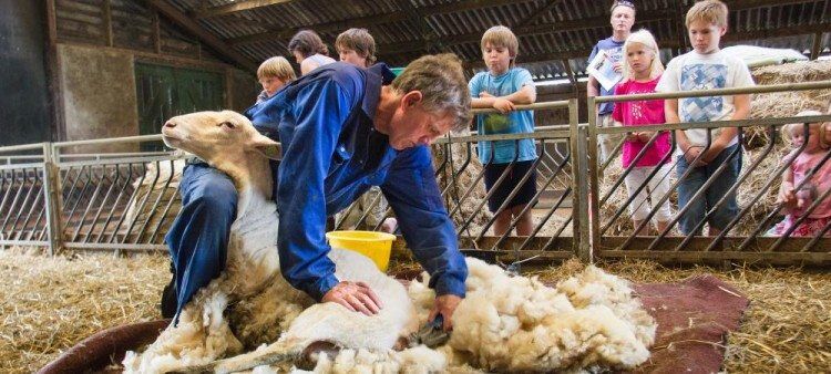 895463-021 schapen scheren