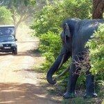 safari-yala-kinderen-olifant-800x536