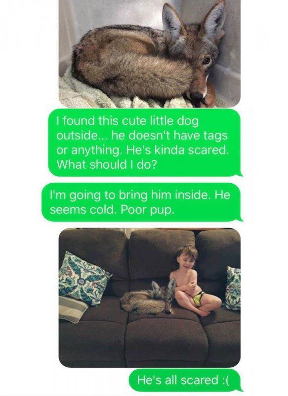 husband-freaks-out-after-his-wife-texts-him-she-brought-a-dog-home-while-the-pic-shows-its-coyote-5842a5909048b__700