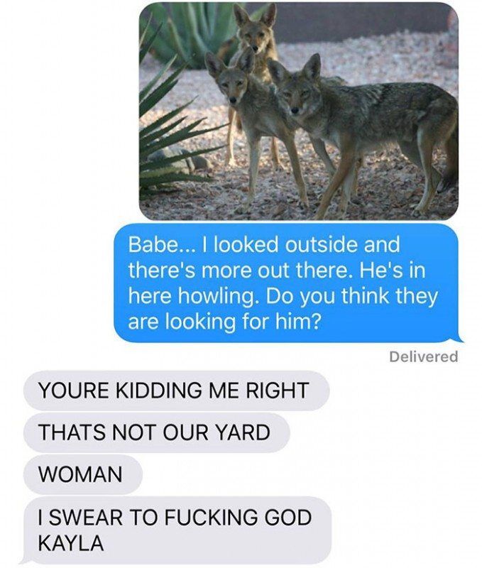 husband-freaks-out-after-his-wife-texts-him-she-brought-a-dog-home-while-the-pic-shows-its-coyote-5842a601a5fd2__700