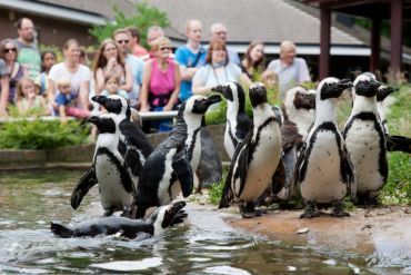 Aanrader: een dagje naar deze prachtige dierentuin in Arnhem