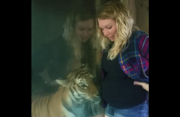 Bijzonder! Tijger in de dierentuin is helemaal weg van zwangere bezoekster