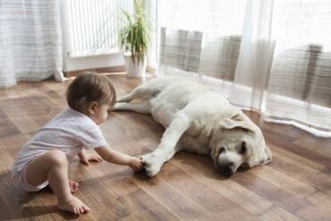 baby hond