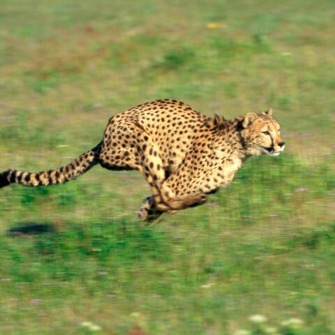 Illustratie bij: Cheeta ontsnapt in Beekse Bergen (met video!)