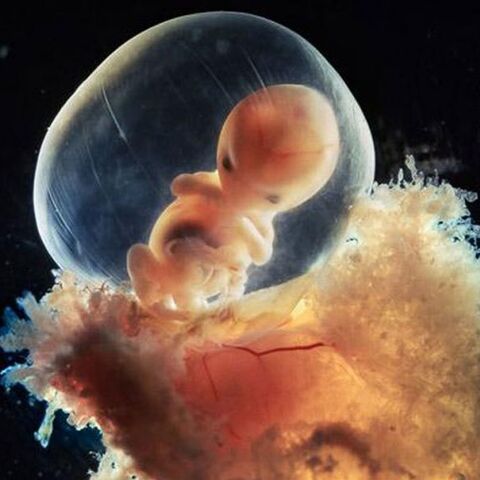 Illustratie bij: Wauw! Zó ontwikkelt sperma zich tot een baby!