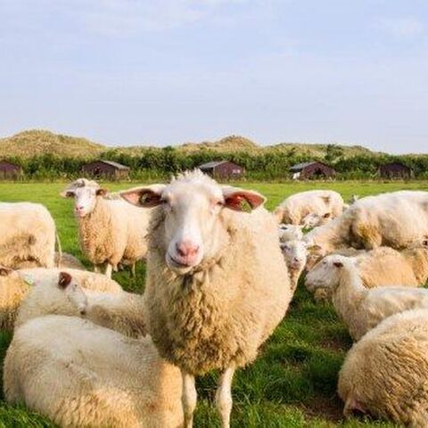 Illustratie bij: Ga deze zomer luxe kamperen tussen de schapen op Terschelling!