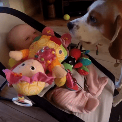 Illustratie bij: Zo zoet: hond zegt sorry voor het stelen van baby’s speelgoed