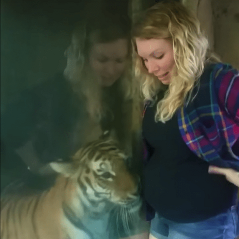 Illustratie bij: Bijzonder! Tijger in de dierentuin is helemaal weg van zwangere bezoekster