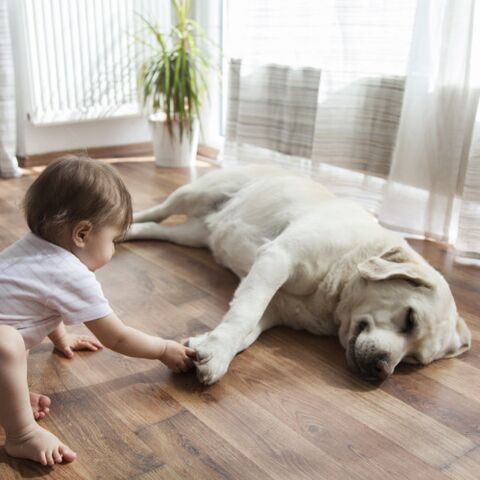 Illustratie bij: Wake-up call: als je hond naar je baby gromt