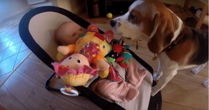 Zo zoet: hond zegt sorry voor het stelen van baby's speelgoed