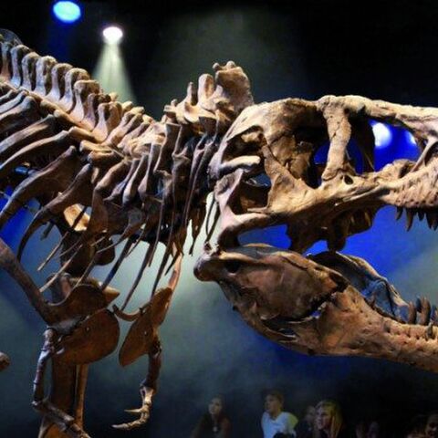 Illustratie bij: Herfstuitje: ga op bezoek bij Trix de T-rex in Naturalis