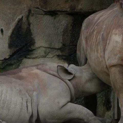 Illustratie bij: Hilarisch! Het internet gaat los op deze foto van een borstvoedende neushoorn