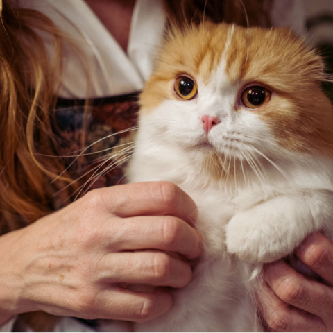 Illustratie bij: Hoe ik met 18 weken zwanger per ongeluk alvast een kind adopteerde