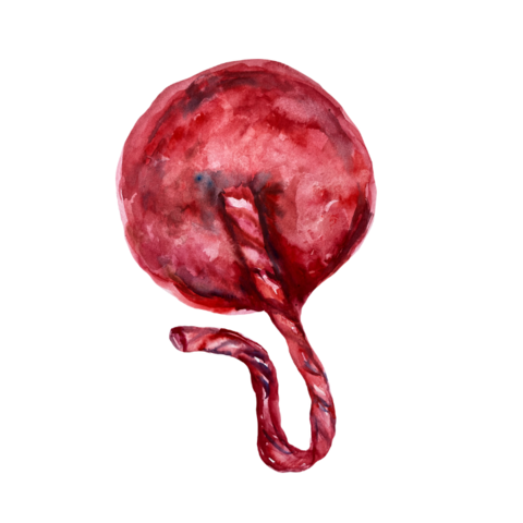 Illustratie bij: De placenta: het vergeten orgaan waar niemand over praat