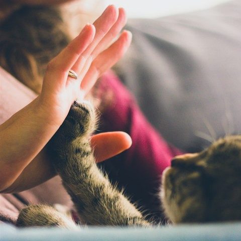 Illustratie bij: Als je kind en je huisdier niet samengaan