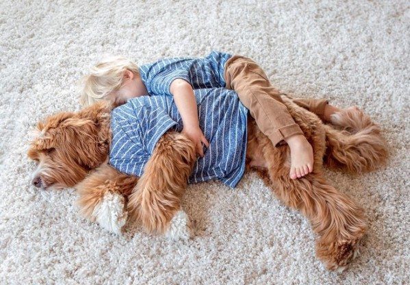 Te zoet: Buddy (3) vond in Labradoodle Reagan zijn beste vriend