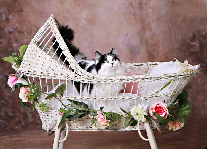 het zijn net katten