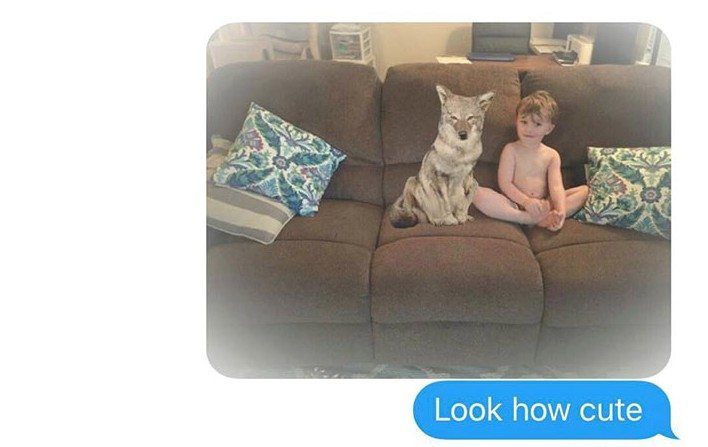 Illustratie bij: Vrouw photoshopt coyote in huis en man wordt he-le-maal gek